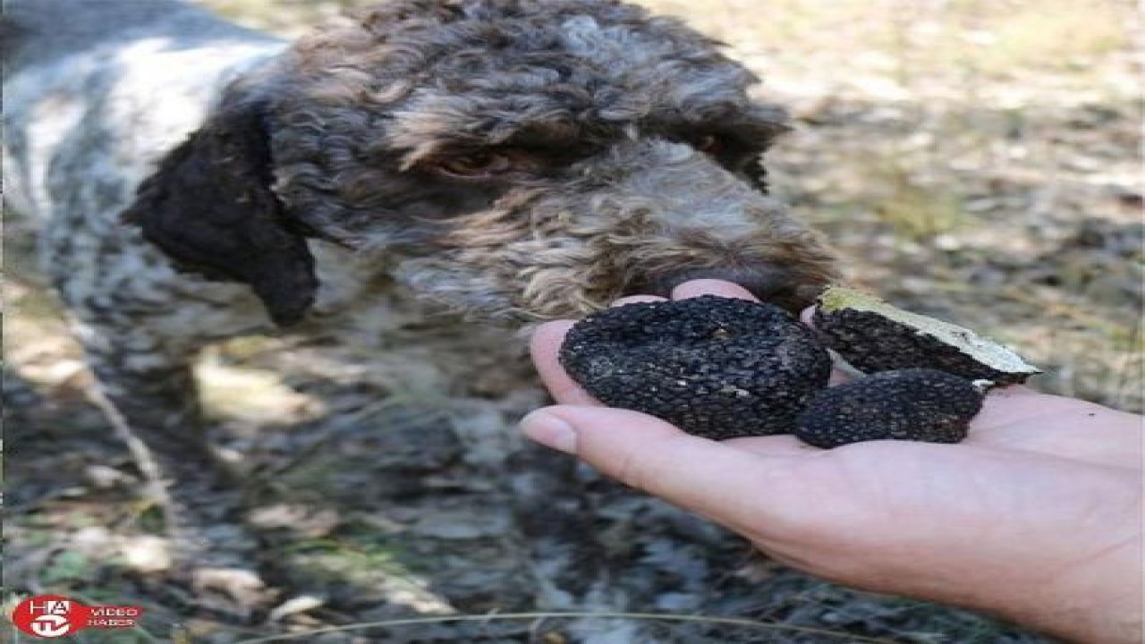 Av köpekleri ile 3 bin 500 Euro değerinde trüf mantarı bulundu