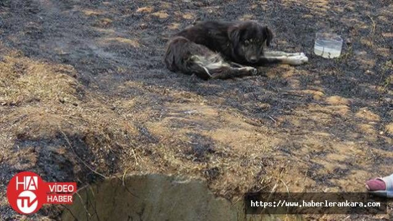 Kırklareli'nde kuyuya düşen köpek kurtarıldı