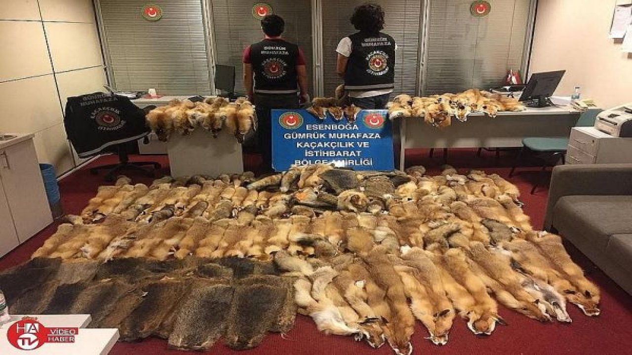 Esenboğa Havalimanı’nda 350 bin liralık kunduz ve tilki postu ele geçirildi