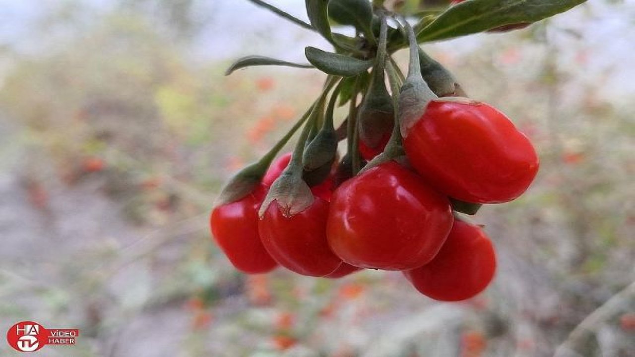 Aksaray’ın Oscar kalite ödüllü goji berry’si dünyaya ihraç ediliyor