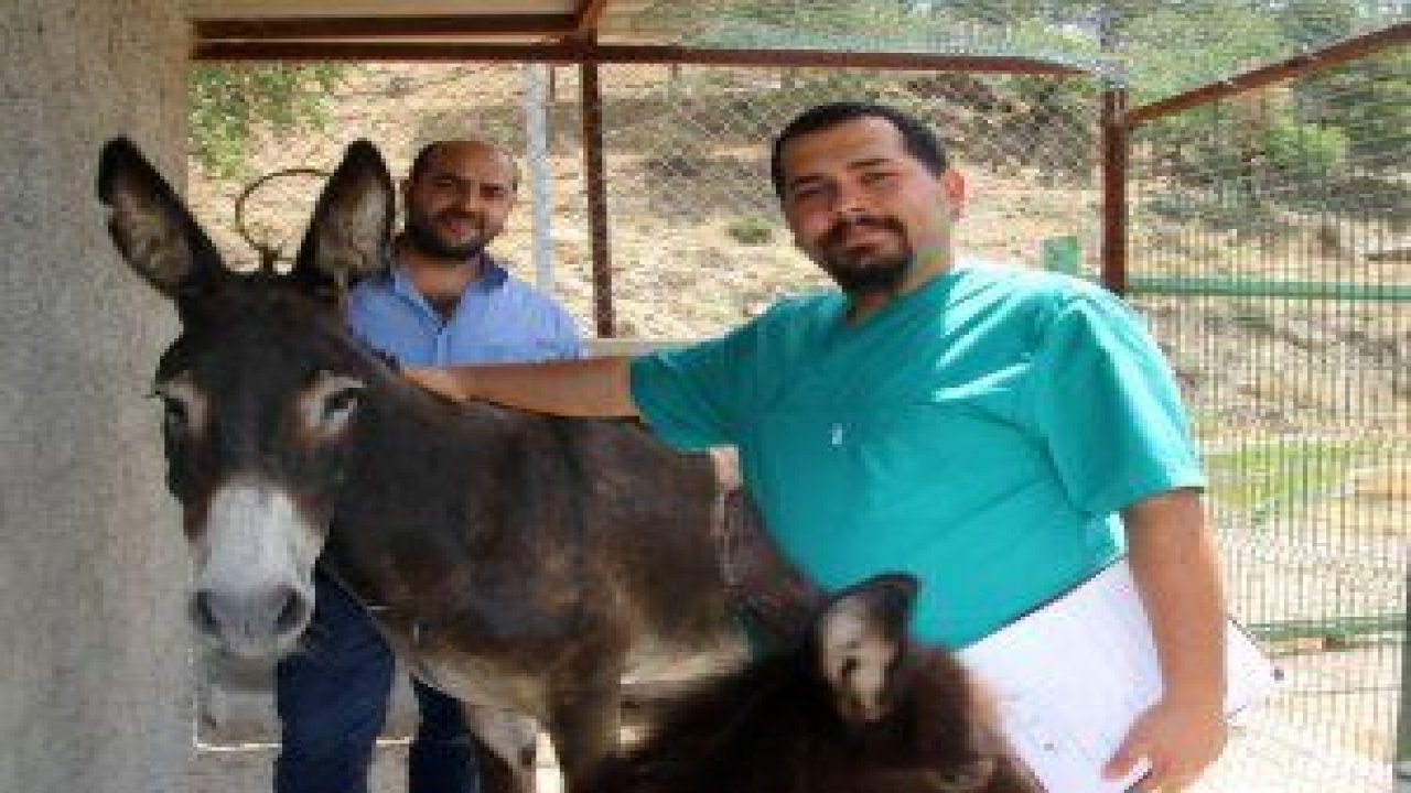 Çankaya Sahipsiz Sokak Hayvanları Bakım ve Rehabilitasyon Merkezi, 2 haftadır misafir ettiği eşek ve sıpasını uğurladı