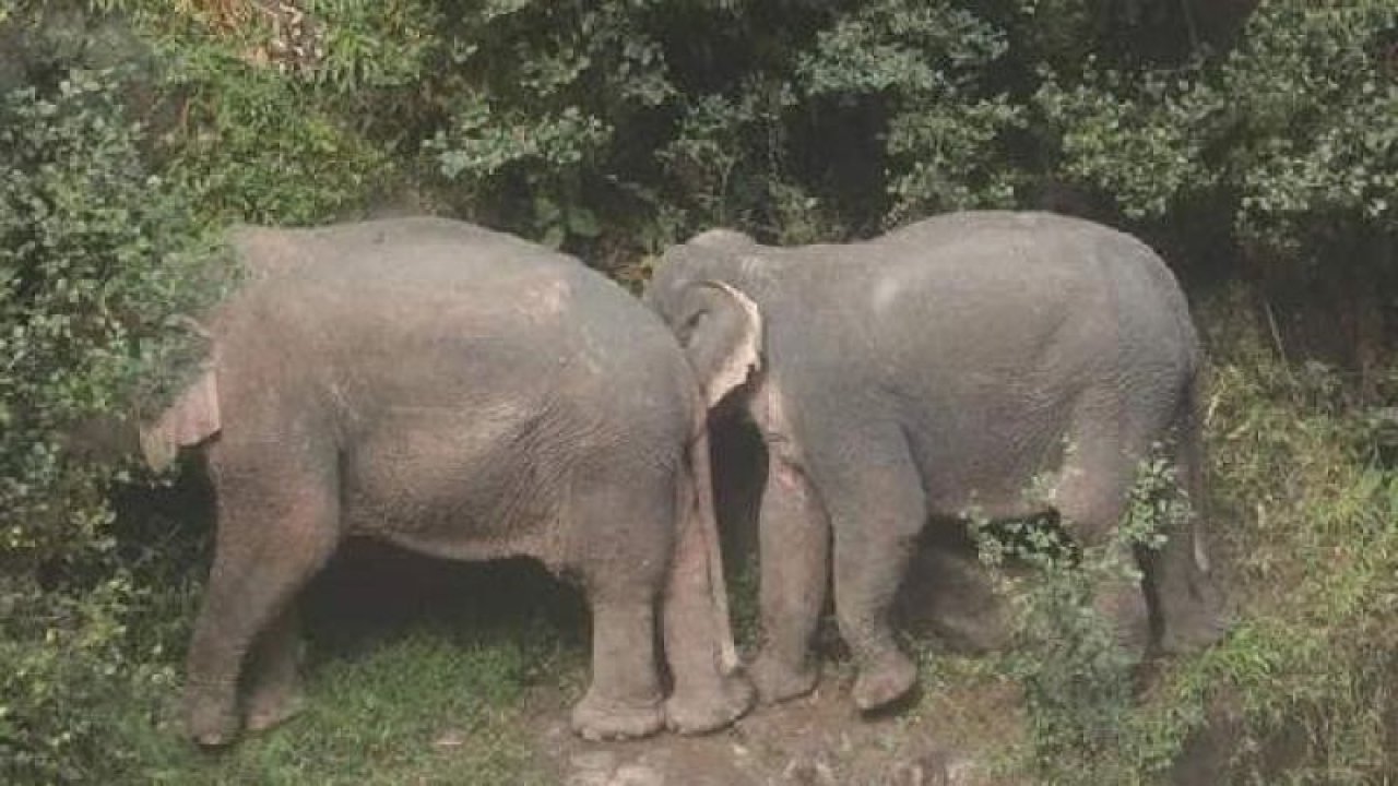 Tayland'da şelalenin döküldüğü alana düşen 6 fil telef oldu