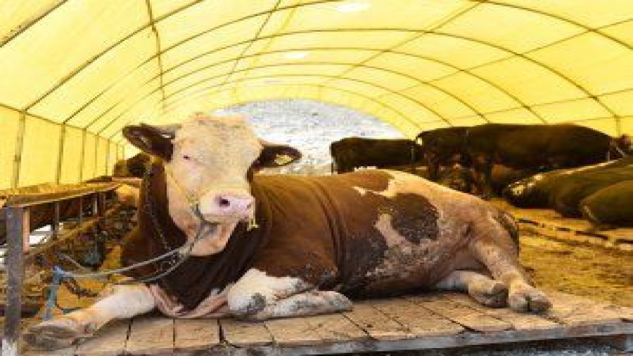 Mamak Ortaköy kurban pazarında kurban pazarlıkları başladı