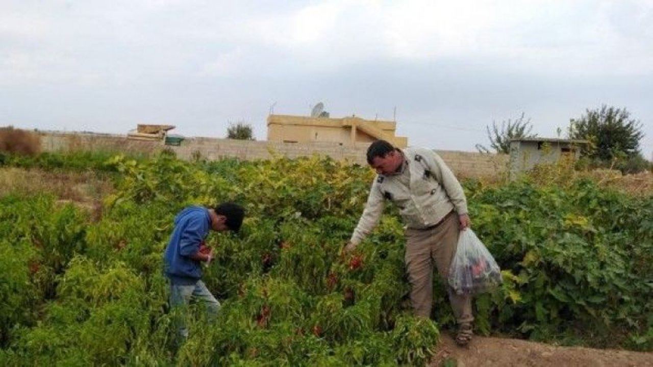 Tel Abyad’da hasat başladı