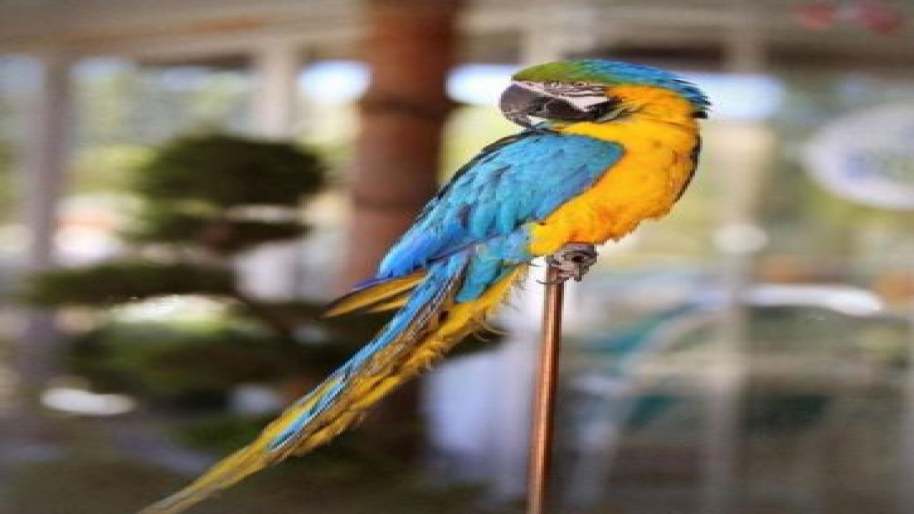 Ankara'da plaj havası estiren restaurant