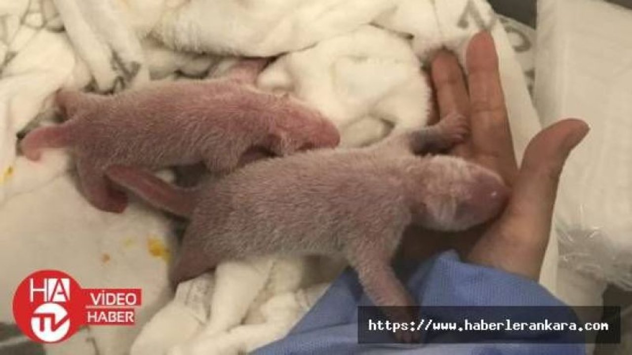 Almanya'daki pandanın ikiz yavrusu oldu