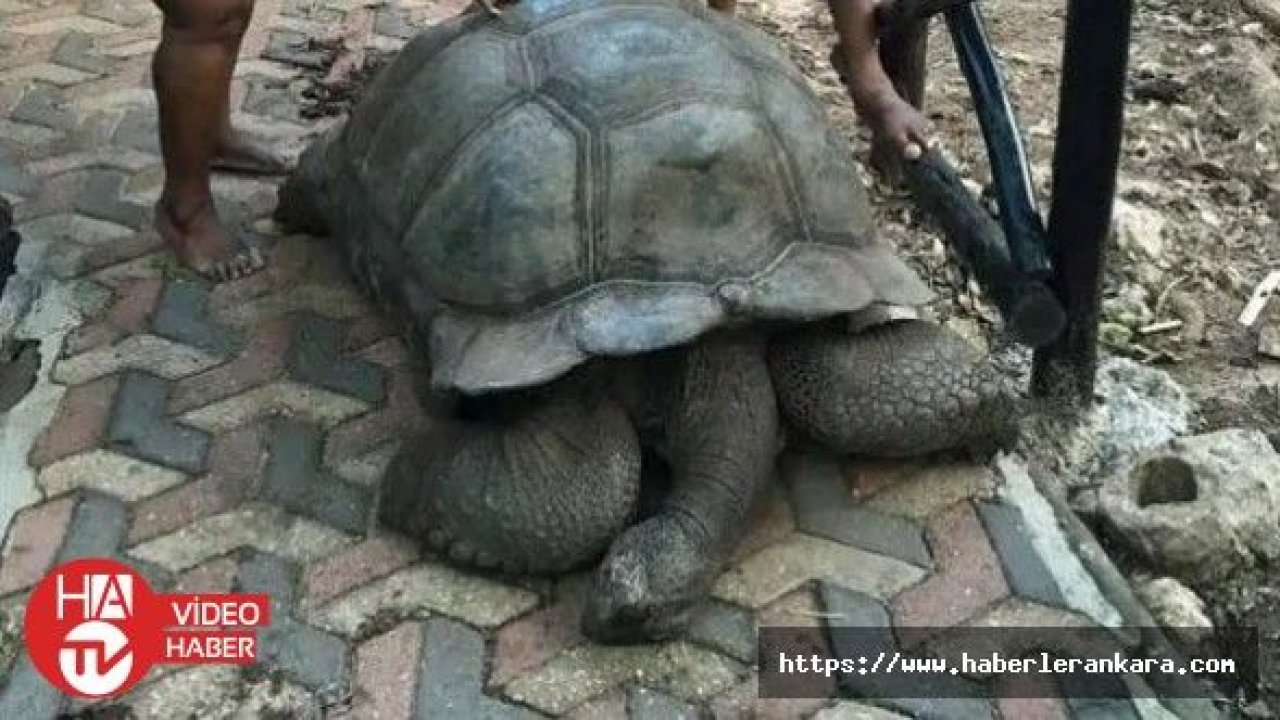 Afrika'nın en yaşlı kaplumbağası 344 yaşında öldü