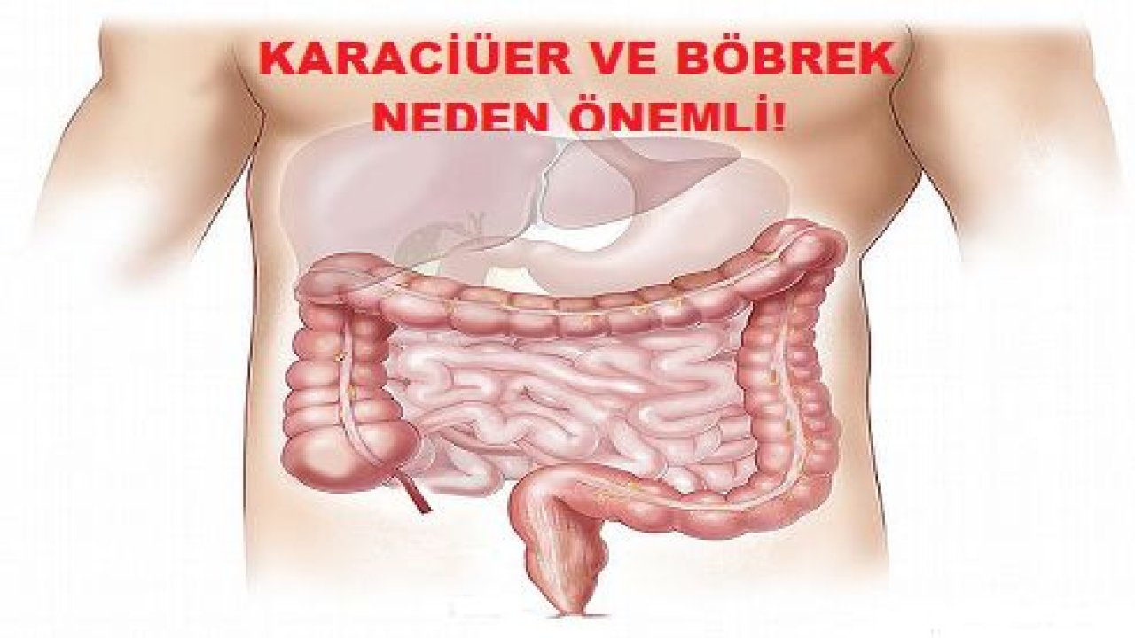 Karaciğer ve Böbrek Sağlığında Mucizevi Etki Gösteren Meyve