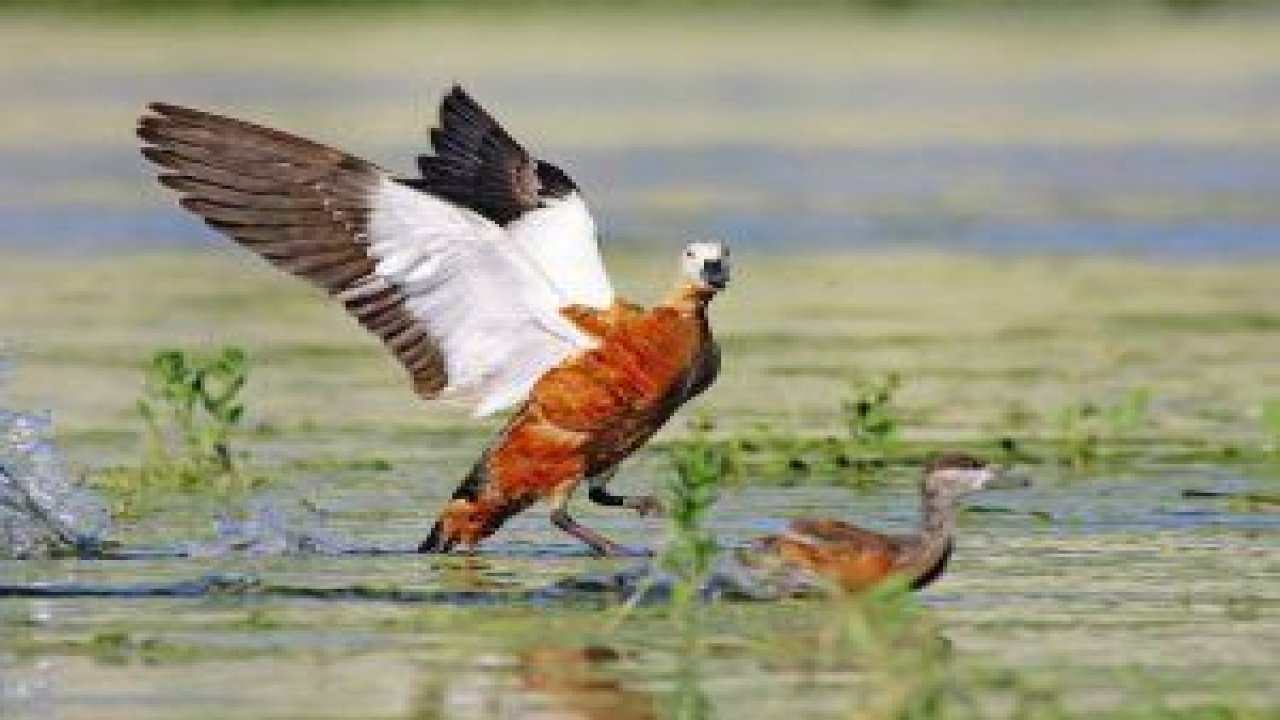 Nallıhan Kuş Cenneti “5. Foto Safari” etkinliğine ev sahipliği yapacak