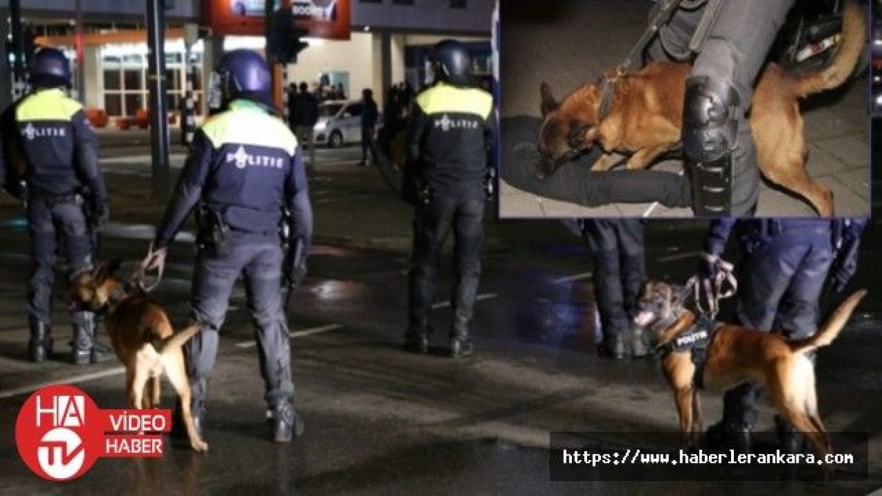 Hollanda'da ayakkabı ve köpeği ile camiye baskın yapan polise öfke