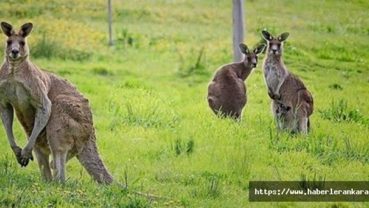 Avustralya'da 20 kanguruyu öldüren zanlı işkenceden yargılanacak