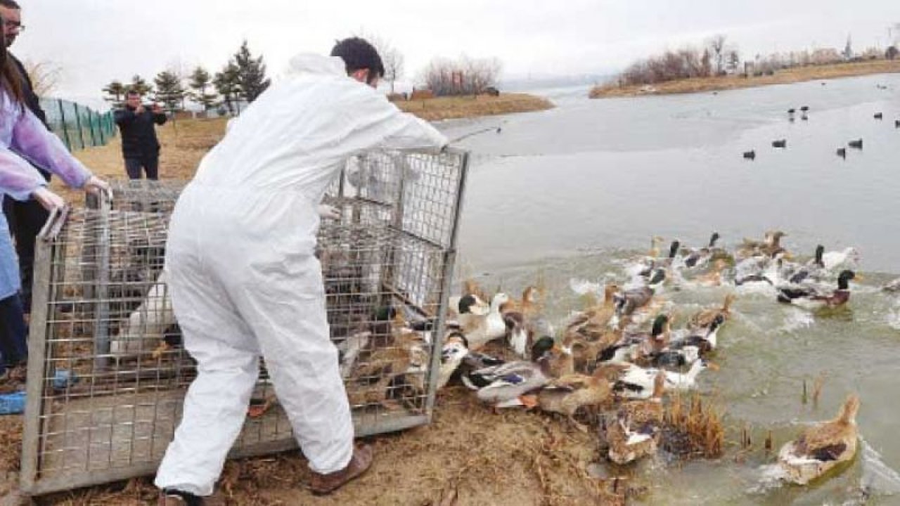 150 ördek, Mogan Gölü’ne bırakıldı