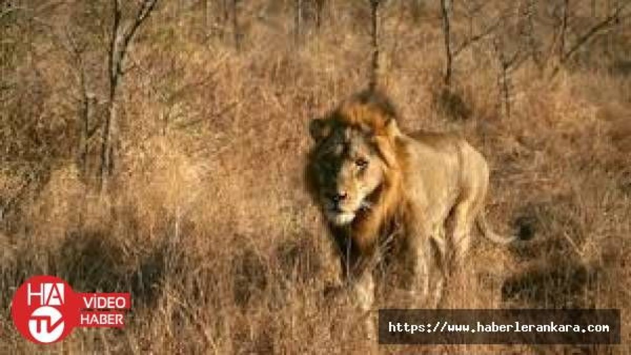 Kamerun'da parktan kaçan iki aslan korku salmayı sürdürüyor