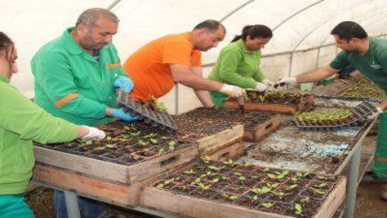 Çankaya Belediyesi Uğur Mumcu Parkı içinde faaliyet gösteren Çansera’da, yaz için üretilen çiçekler büyümeye başladı