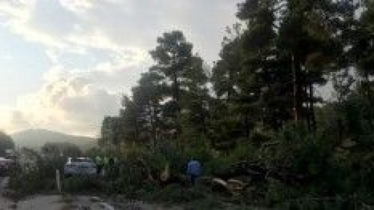 Muğla’da seyir halindeki aracın üzerine çam ağacı devrildi