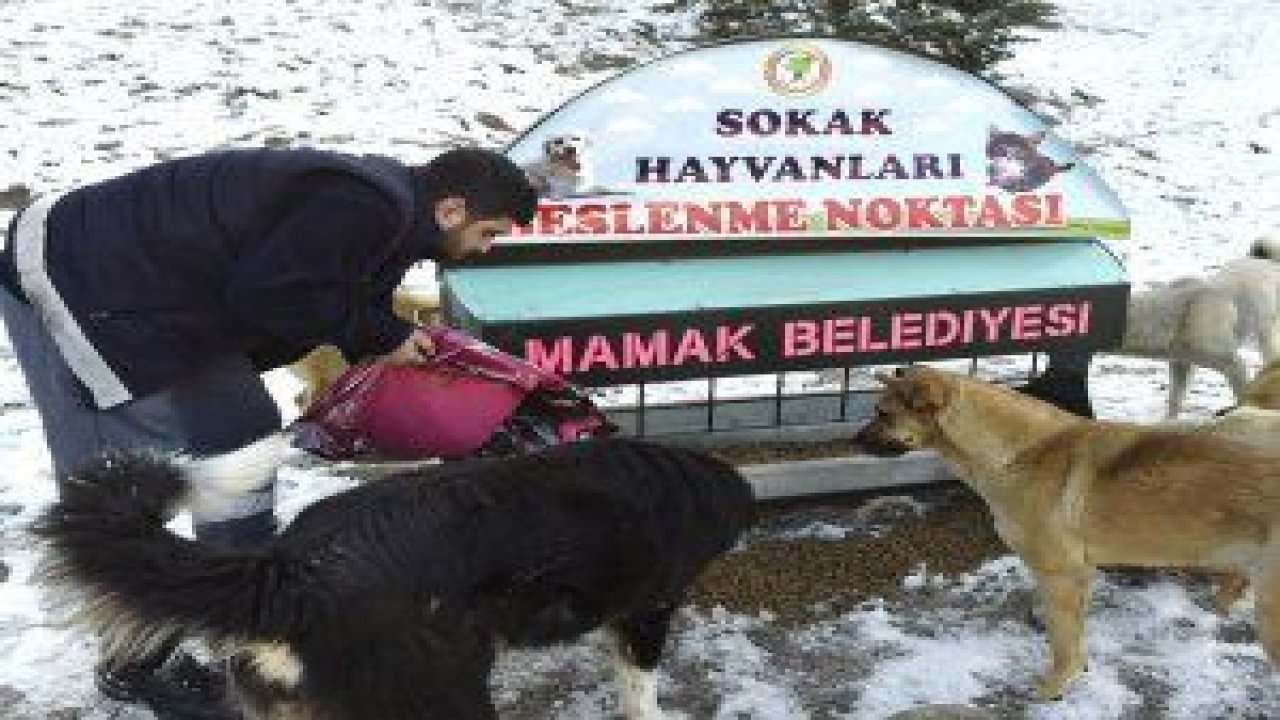 Sokak Hayvanları Beslenme Noktası