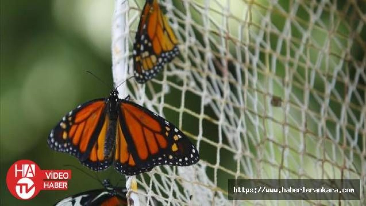 Kelebekler kanatlarını 1,5 milyon ziyaretçi için açtı