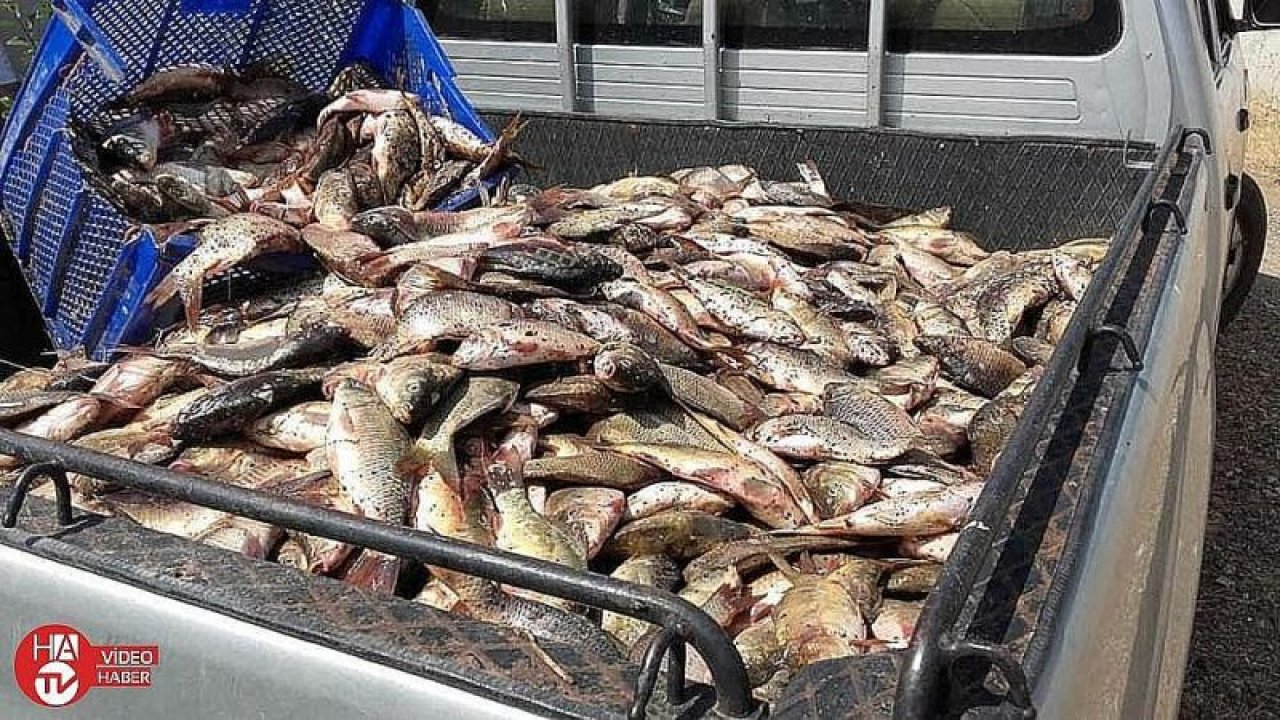 Yasa dışı avlanan 400 kilo balık ele geçirildi