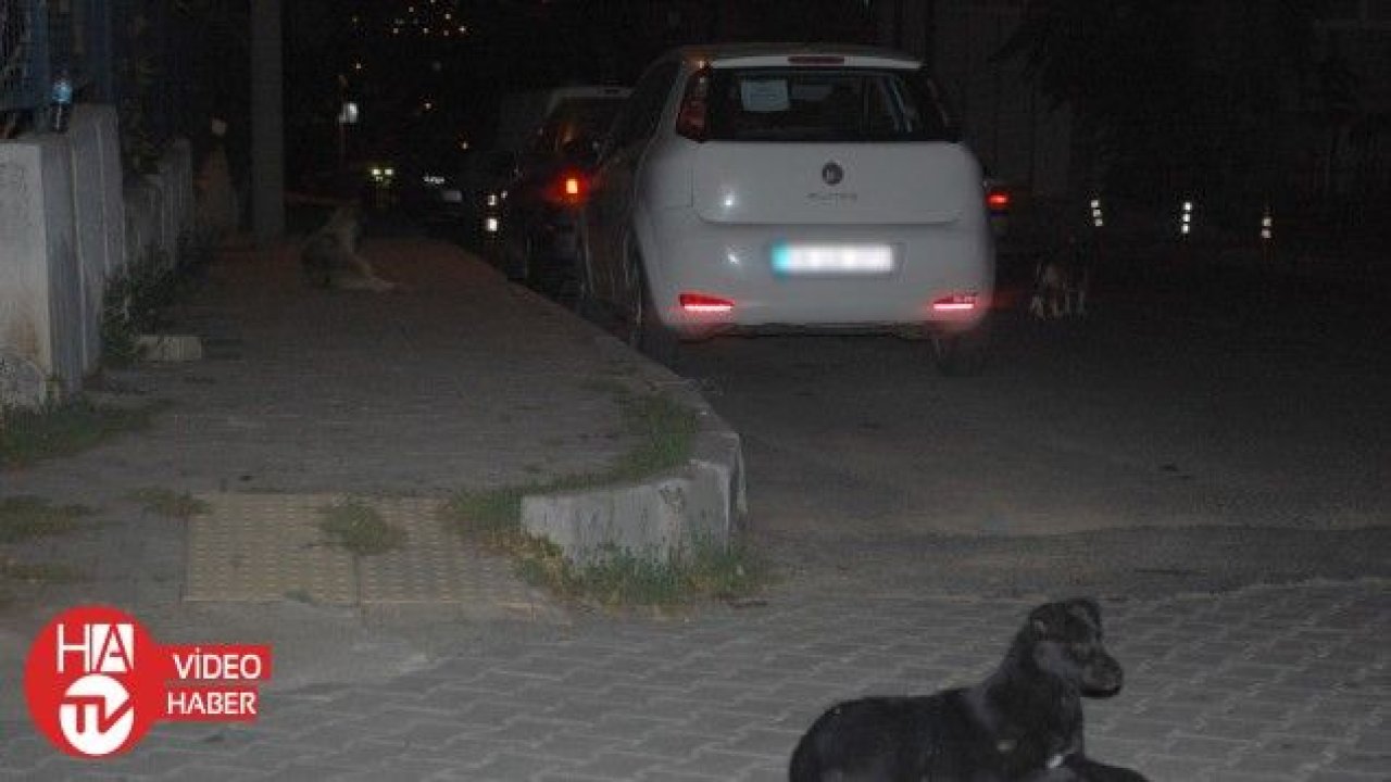 Başıboş köpeklerin saldırdığı çocuğu babası kurtardı