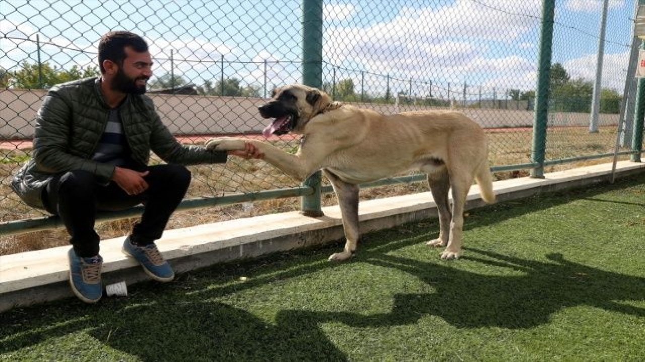 Sivas'ta Kangal köpekleri, sahipleriyle jürinin karşısına çıktı