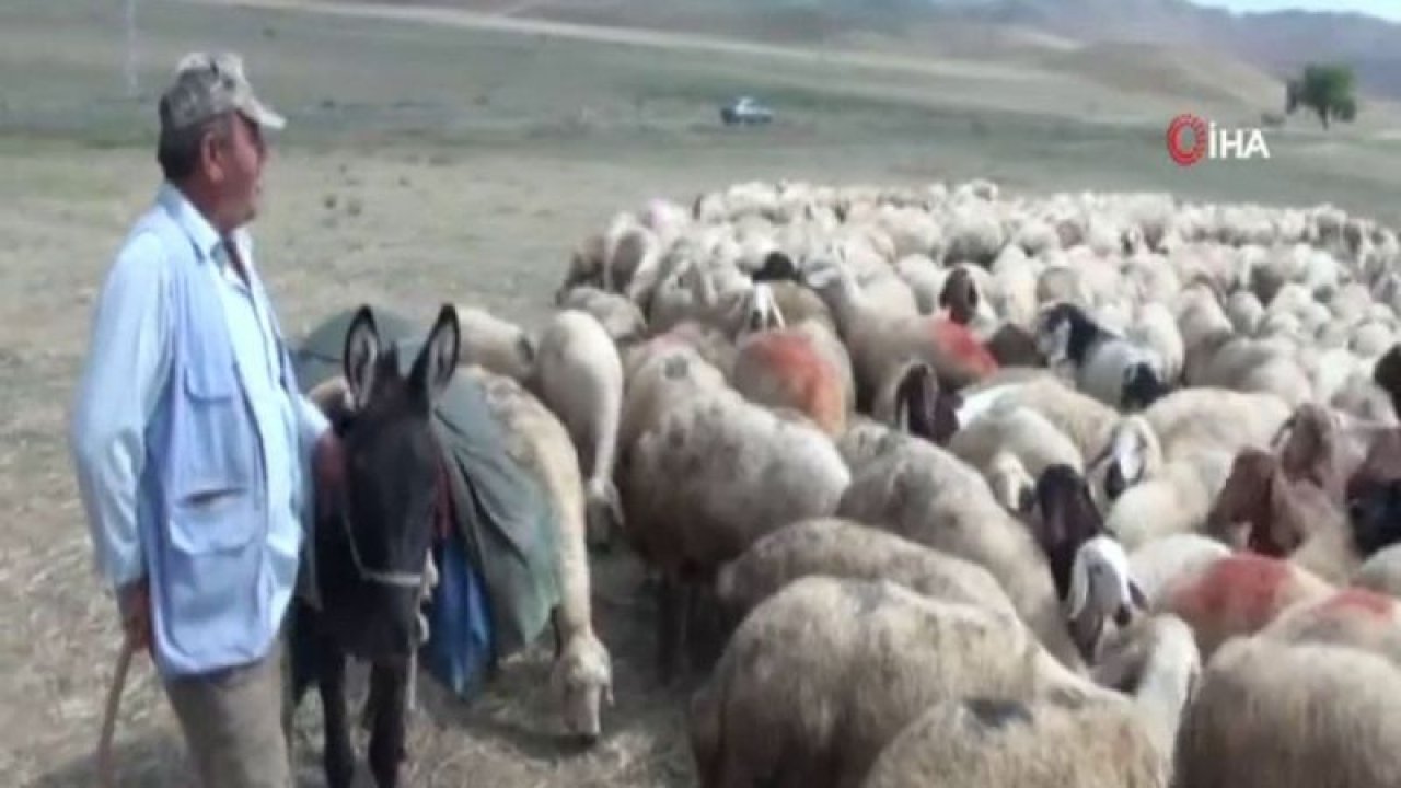Bakanlık 150 bin afgan çoban ithal edilecek
