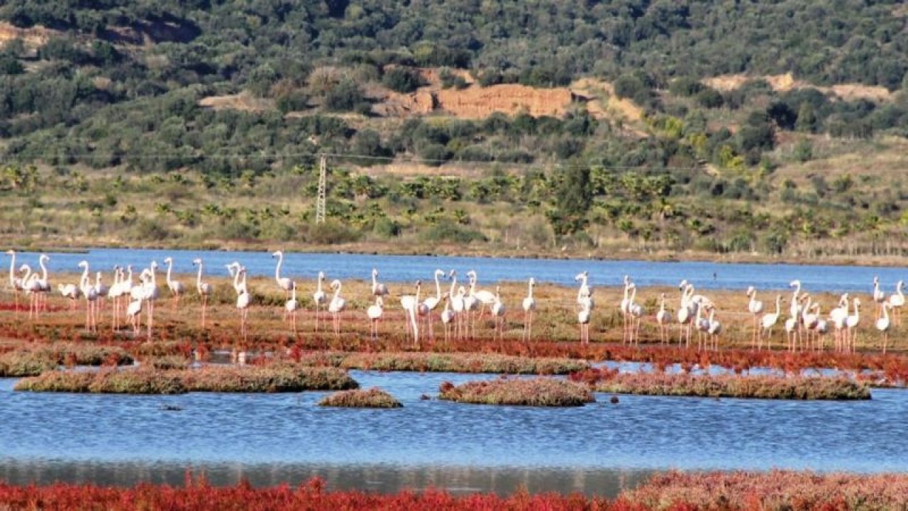 Flamingolar doğal güzellikleriyle bu sene erken geldi