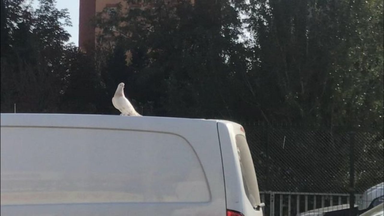 Beyaz güvercin E-5’te görenleri hayrete düşürdü