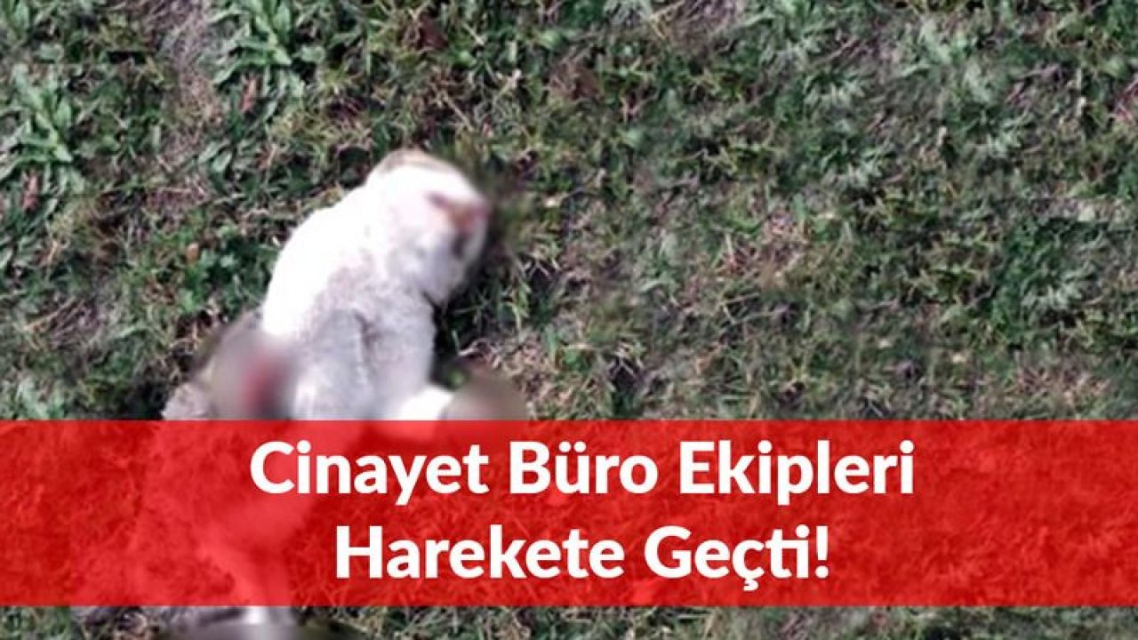 Türkiye'yi Ayaklandıran Kedi Cinayetleri, Cinayet Büro Tarafından Çözüldü!