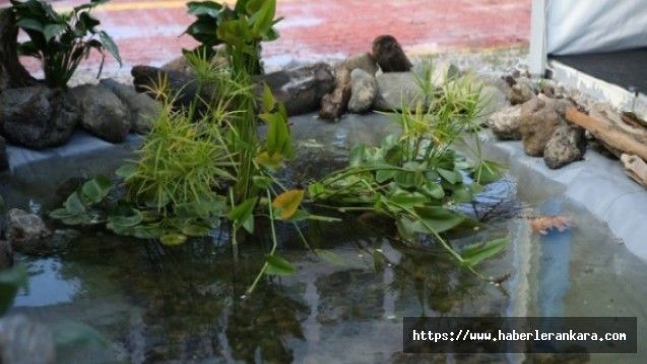 Havuz ve göletleri bitkilerle temizliyorlar