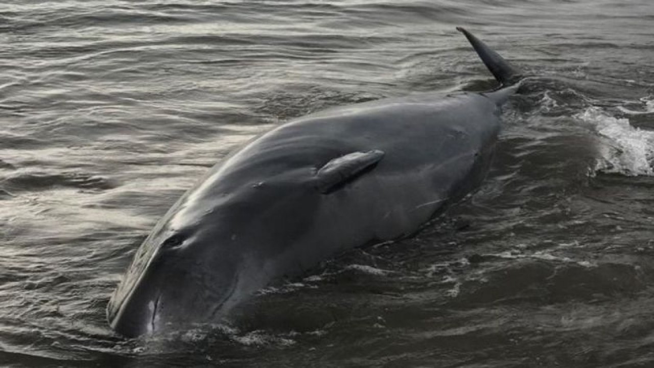 Finike’de sahile vuran dev gagalı balinayı kurtarma seferberliği