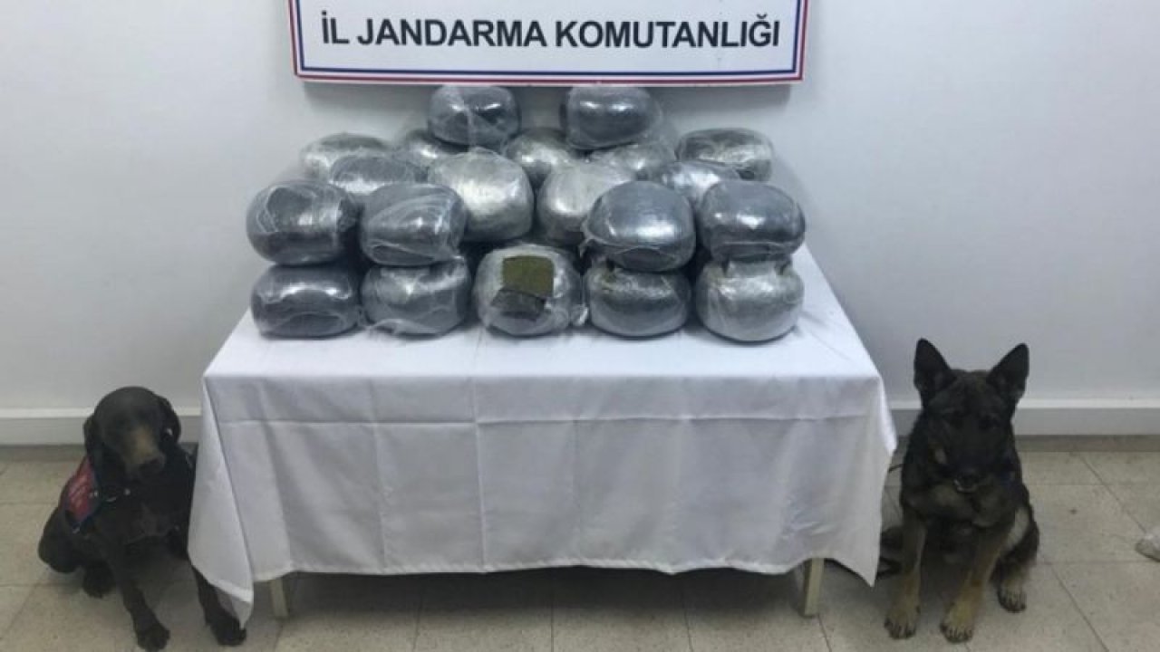 Jandarma Narkotik köpekleri 60 kilogram toz esrar ele geçirdi