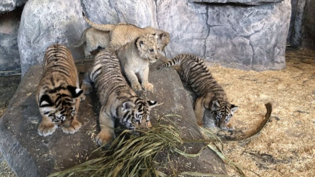 Aslan Park’ta 2 gün arayla dört Afrika Aslanı ve üç Bengal Kaplanı dünyaya geldi