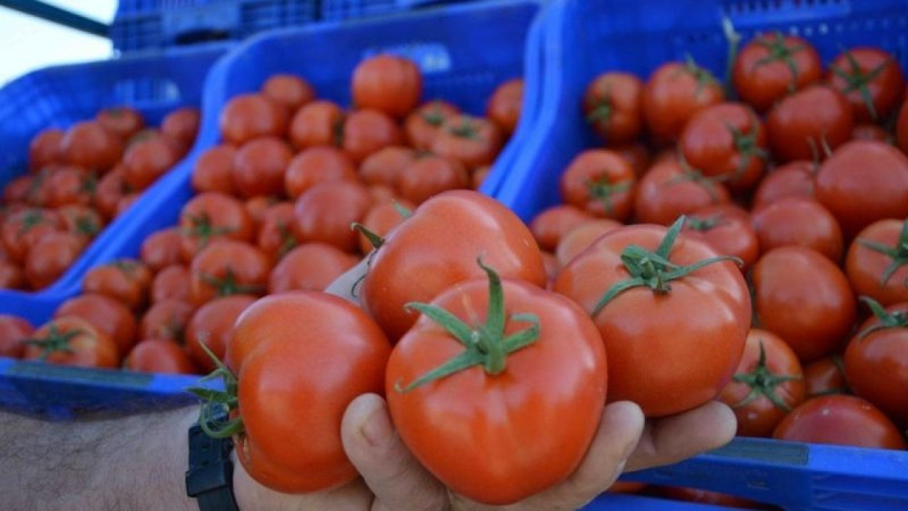 Türkiye’den Rusya’ya gönderilen 20 ton Türk domatesini geri gönderdiler