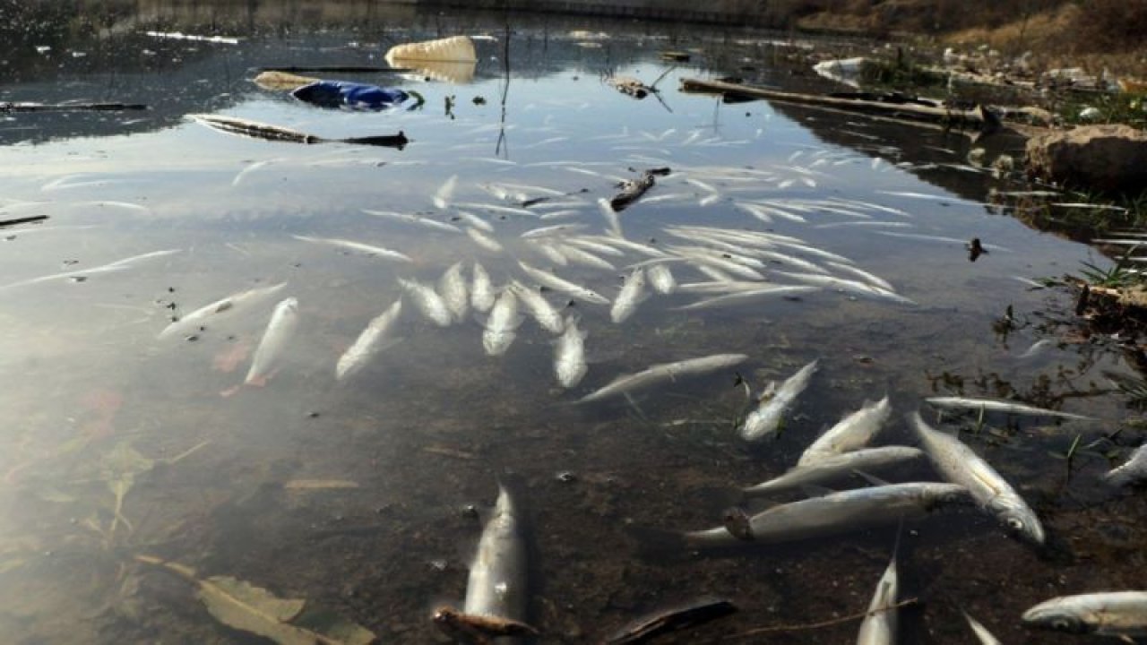 Bulduk Barajı Gölünde binlerce balık telef oldu