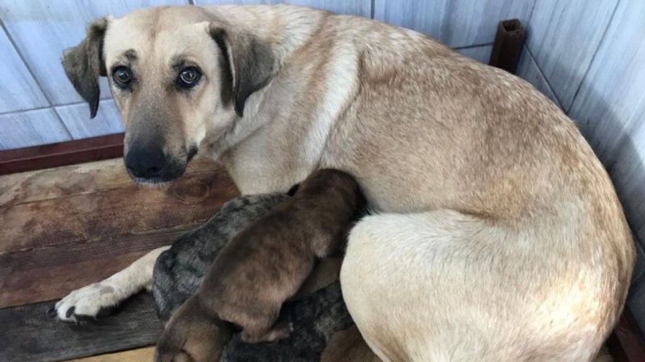 Yeni doğum yapmış sokak köpeği ve yavruları koruma altında