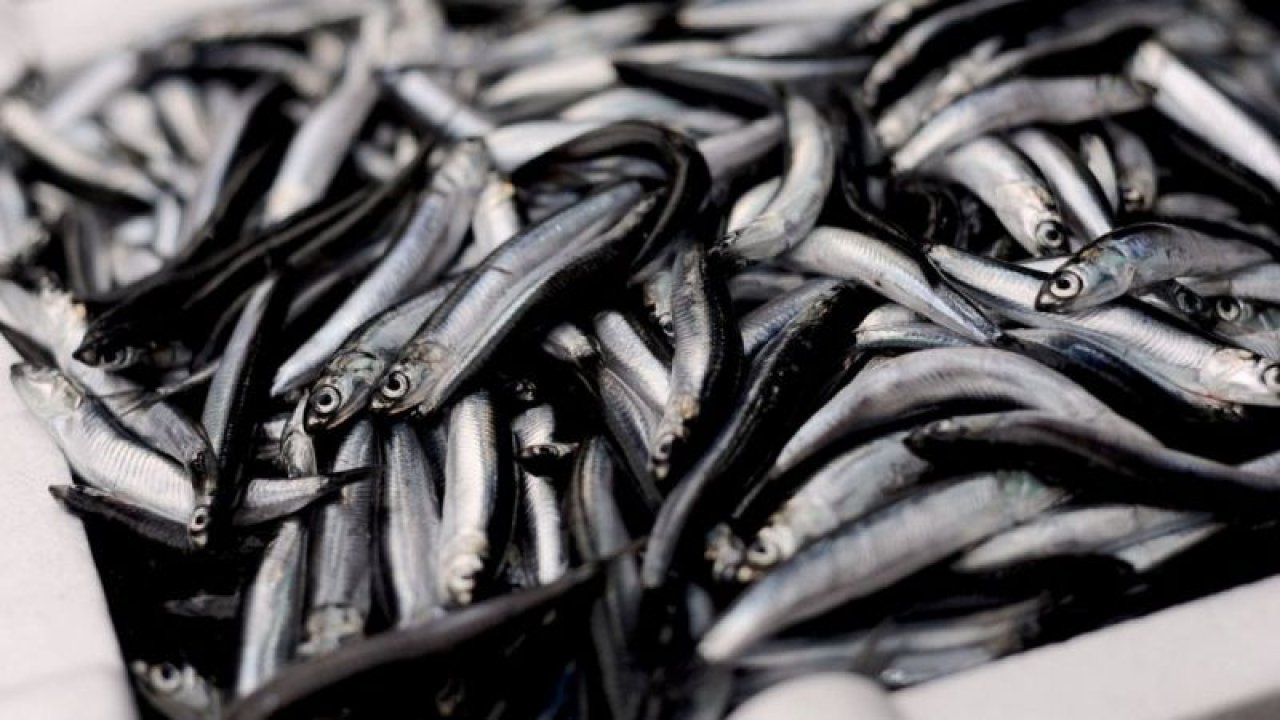 Doğu Karadenizli balıkçılar av yasağı tarihlerinin değişmesini istiyor
