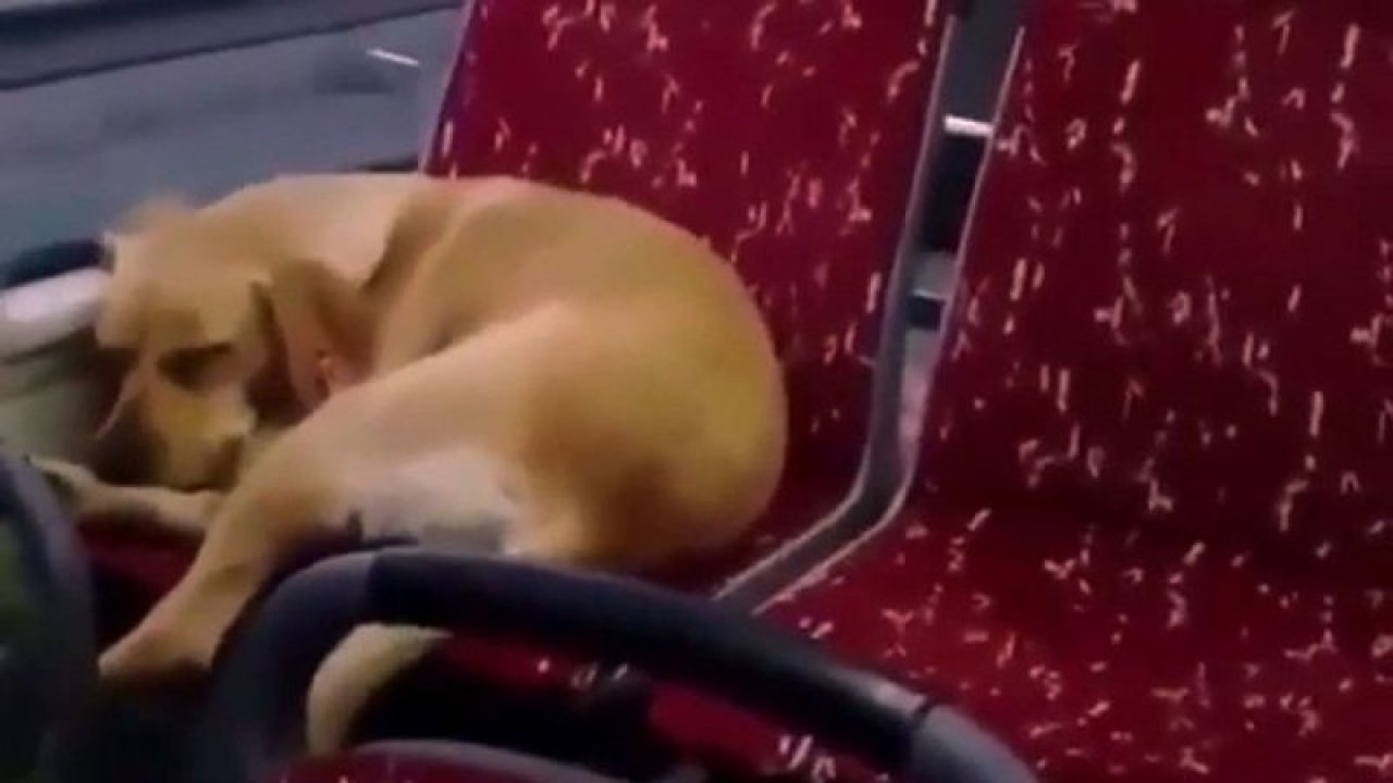 Soğukta üşüyen köpeği otobüse aldı yürekleri ısıtan o görüntüler kamerada