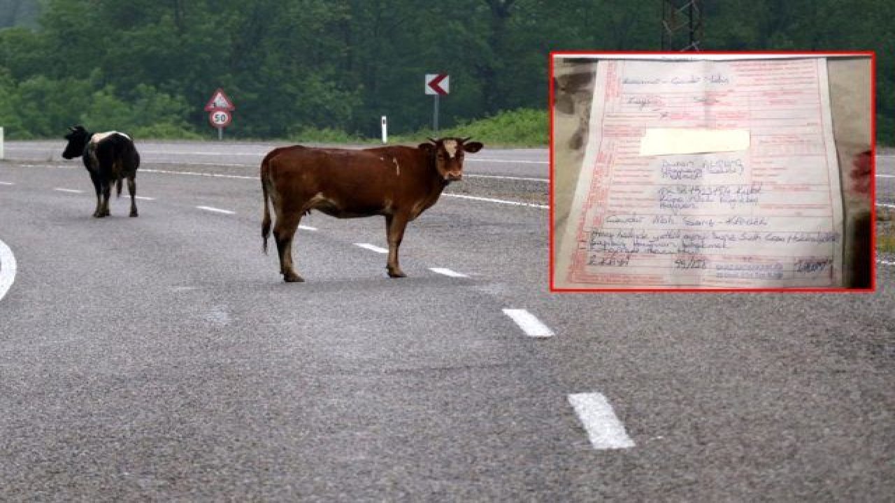 O Şehirde Şaşırtan Olay! İneğe Trafik Cezası Kesildi... Polisler Affetmedi!