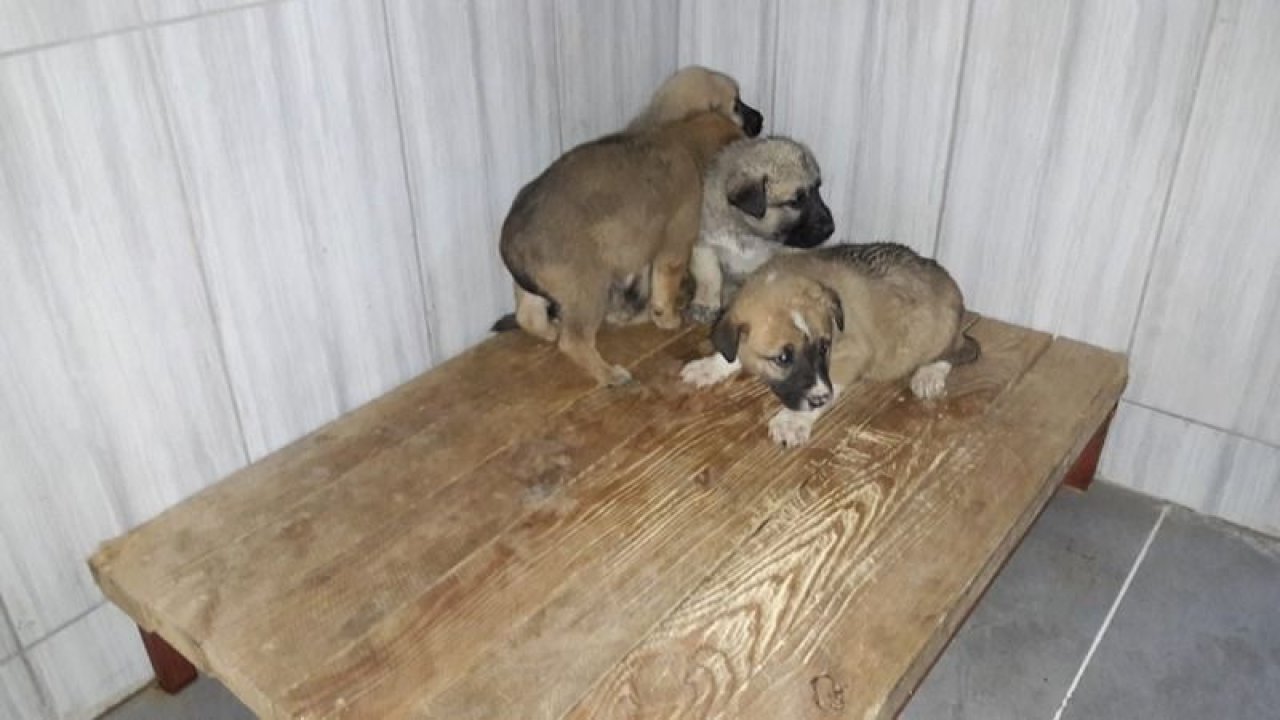 Keçiören'de yavru köpekler koruma altına alındı