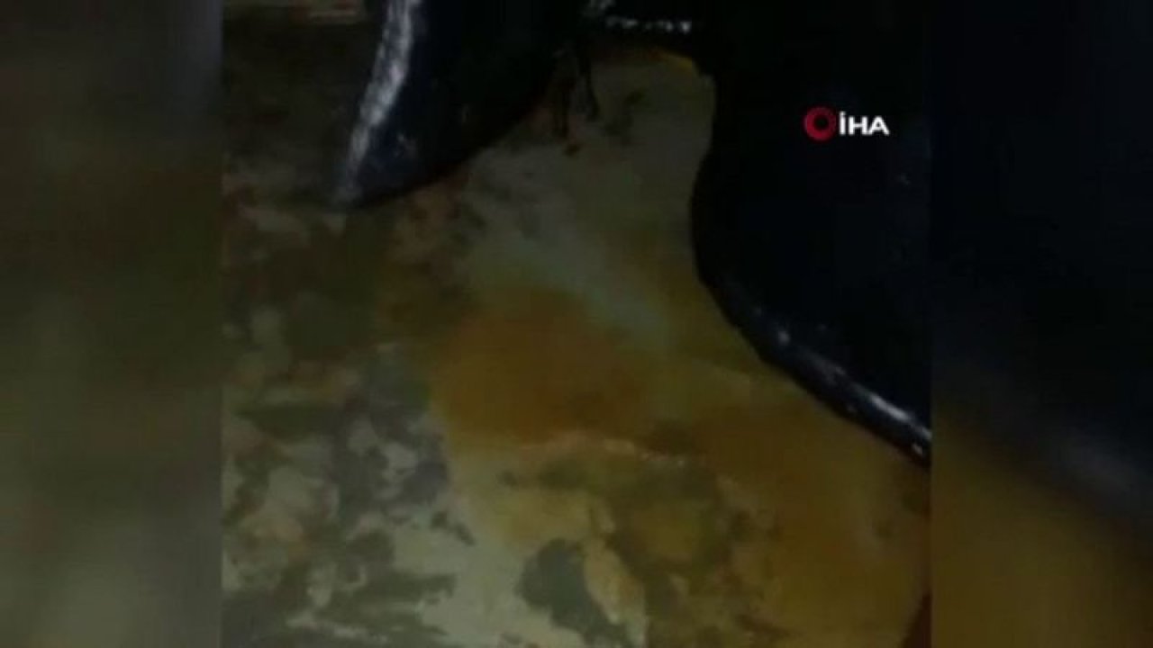 İdlib şiddetli yağışlar ve sel nedeniyle sular altında kaldı