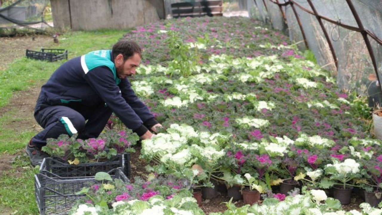 Beypazarı'nda çiçek üretim çalışmaları sürüyor