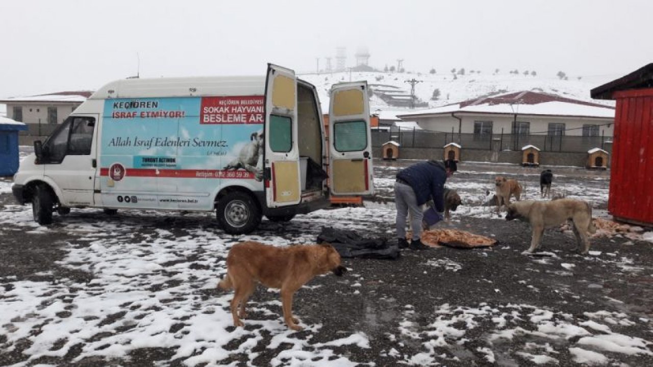 Keçiören'de Sokak Hayvanlarına Kış Yiyeceği Dağıtıldı