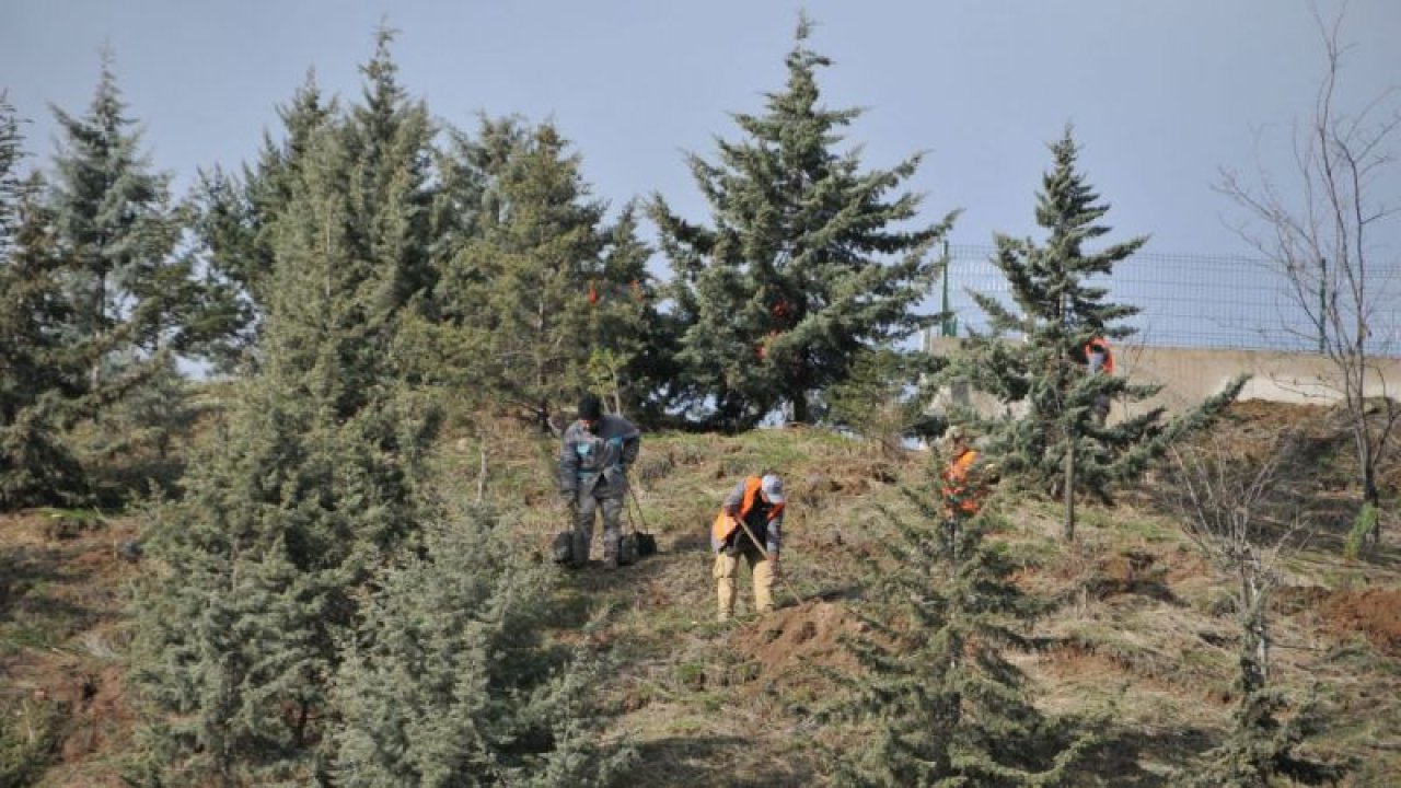 Keçiören’de 3000 adet ağaç dikimi yapıldı