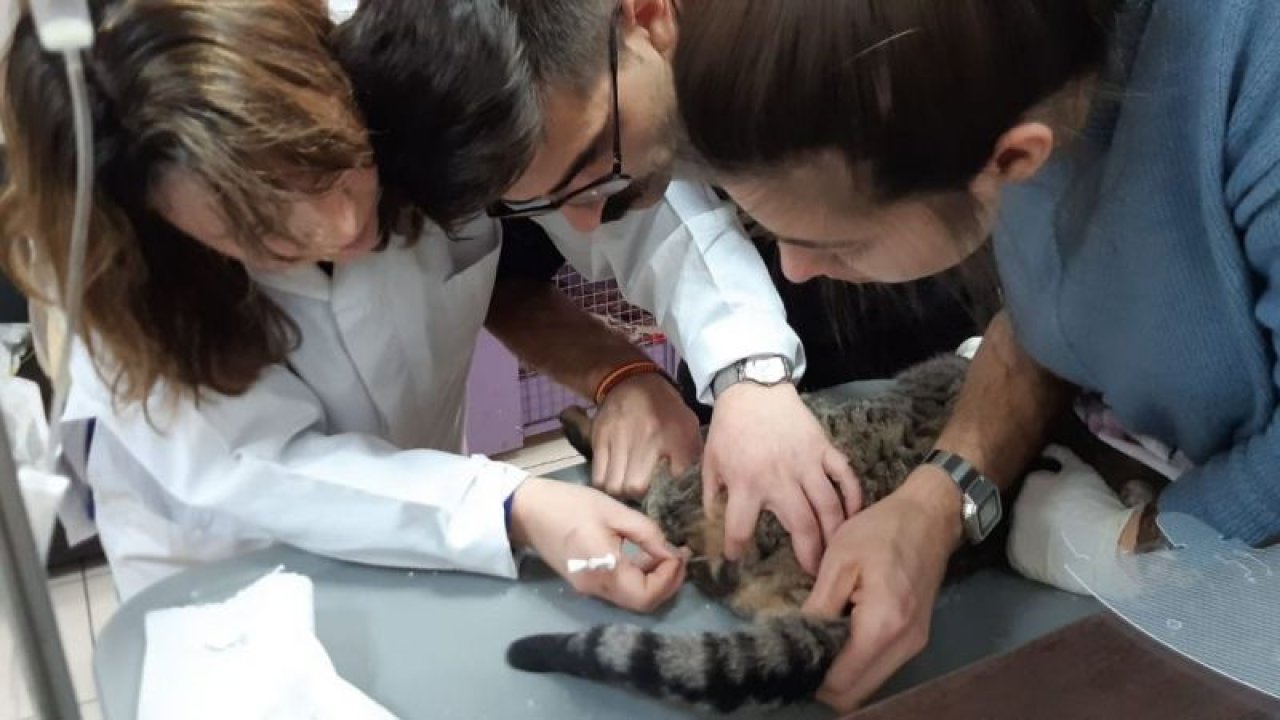 Başkan Altınok talimat verdi, yaralı kedi anında tedavi edildi
