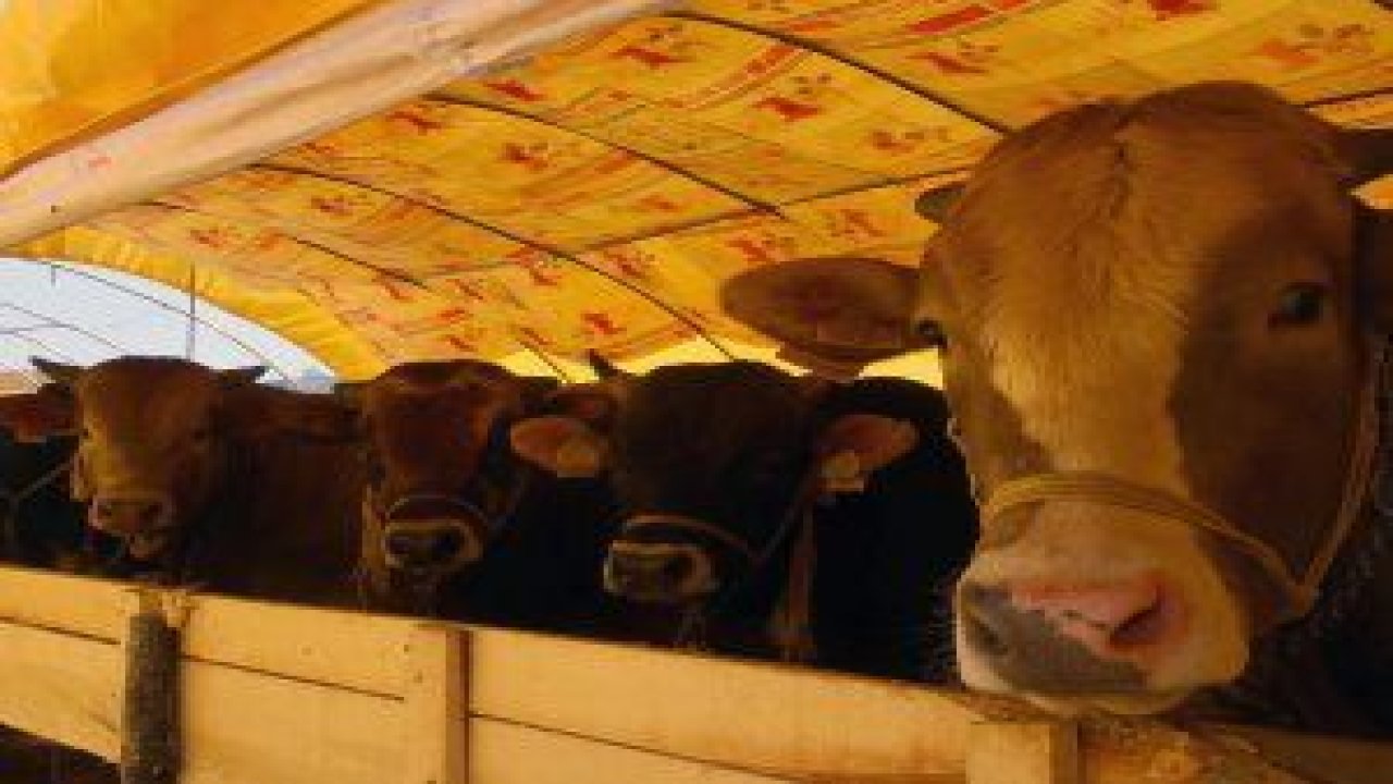 Çankaya Belediyesi Yeşilkent Mahallesi’ndeki (Mühye Köyü) kurban satış alanı için hazırlıklarını tamamladı