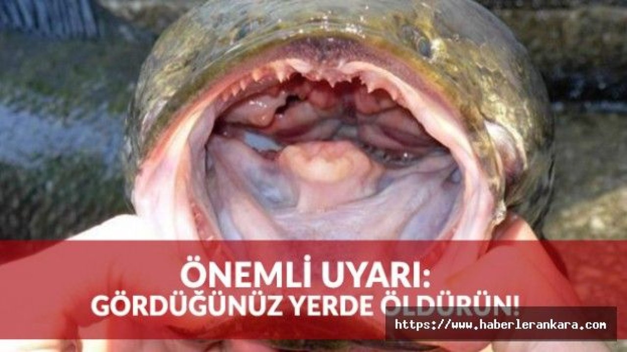 Dikkat! Bunu Gördüğünüz Yerde Öldürüp Dondurun...