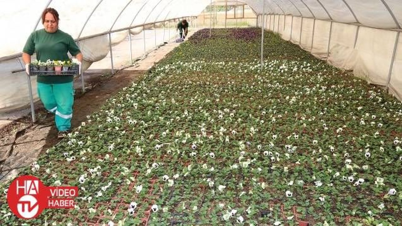 Çankaya Belediyesi, kışlık çiçek üretimine başladı