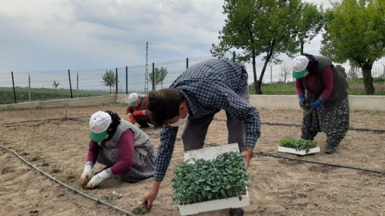 "Ata tohumları" Ankara Polatlı'da toprakla buluştu