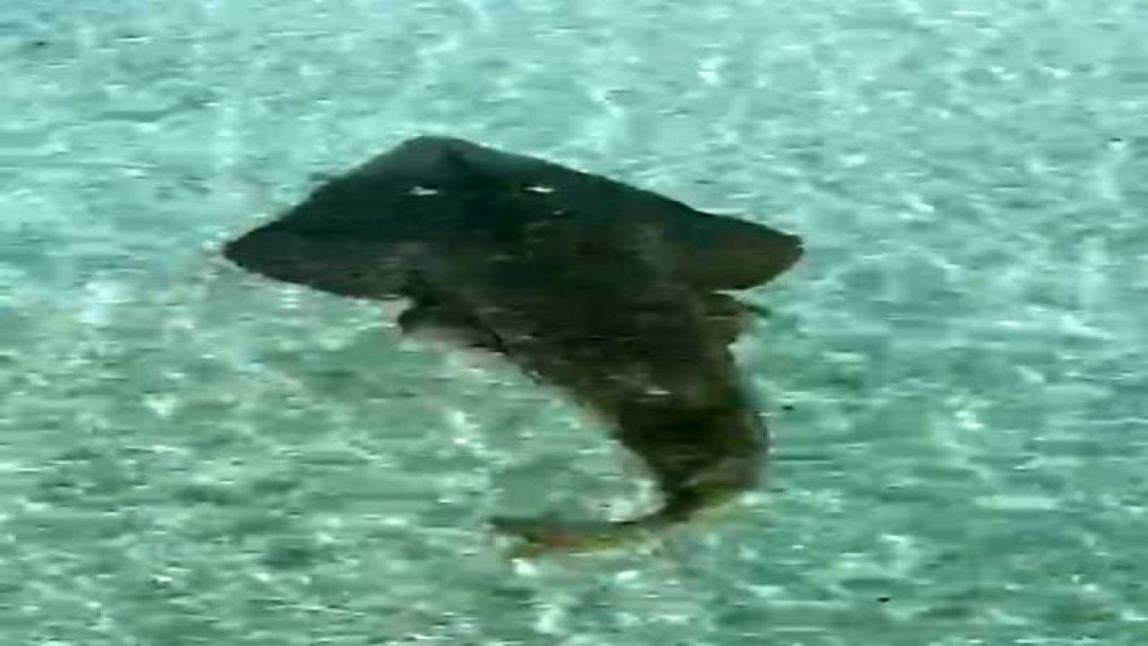 2 metreye yakın kemane balığı Çeşme’de görüntülendi