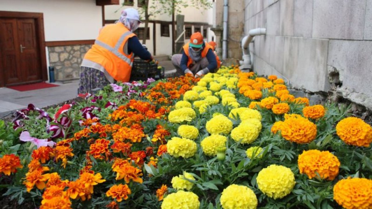 Ankara Beypazarı'nda 100 bin yazlık çiçek toprakla buluşuyor